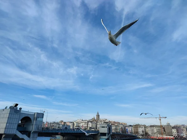 Barselona Stanbul Şehir Manzarası Hayvan Çiçeği Manzarası — Stok fotoğraf