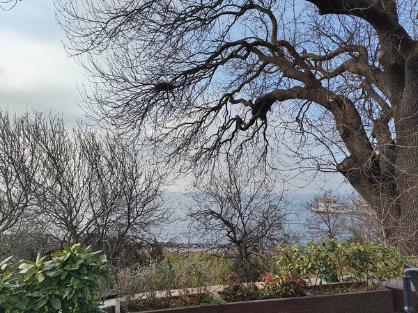 Barcelona Istambul Vista Para Cidade Vista Flores Animais — Fotografia de Stock