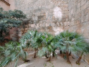 Barselona şehir manzarası ve gülümseyen yüz ve karanfil çiçekleri pembe, portakal meyvesi 