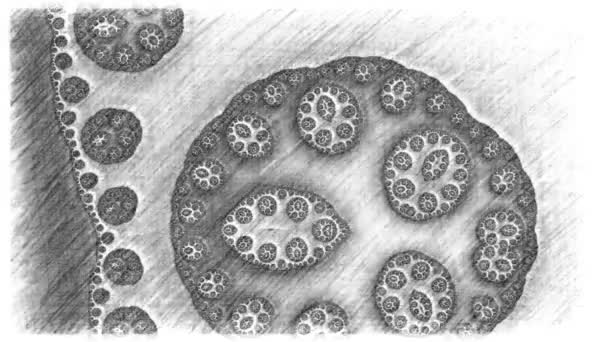 Αφηρημένος Υπολογιστής Που Δημιουργείται Fractal Σχεδιασμός Φράκταλ Είναι Ένα Ατέρμονο — Αρχείο Βίντεο