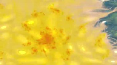 Boyanmış bir arka planda kabataslak ve çizim animasyonu. Şarjörün üstüne yerleştirmek için Doodle tarzı. Yüksek kalite sanat videosu oluşturma. Filtre için stok hareket ögesi. Arızalı piksel etkisi.