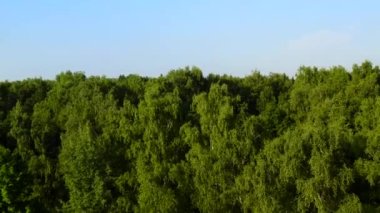 Havadan. Yoğun orman. Yeşil ağaçların üzerinden en üstteki manzara