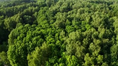 Havadan. Yoğun orman. Yeşil ağaçların üzerinden en üstteki manzara