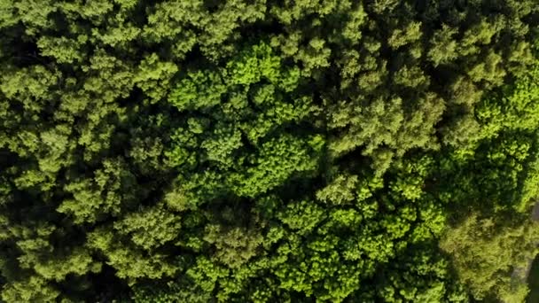 Εναέρια. Πυκνό δάσος. Πάνω άποψη πάνω από πράσινα δέντρα — Αρχείο Βίντεο
