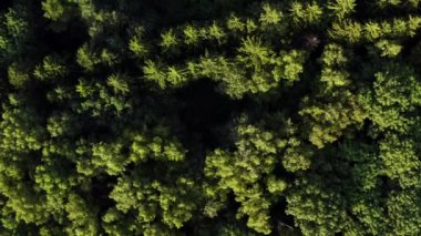 Havadan. Yoğun orman. Yeşil ağaçların üzerinden en üstteki manzara