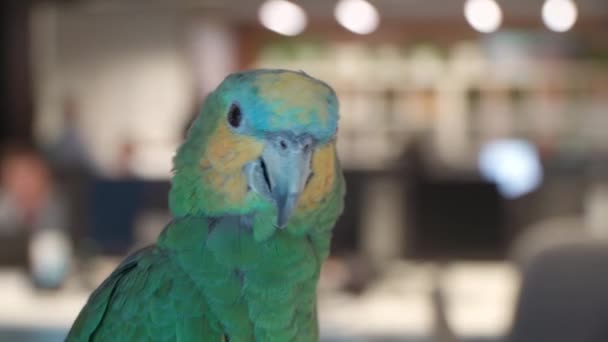Close-up de um grande papagaio verde — Vídeo de Stock