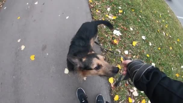 Egy fekete kutya pórázon szaglászik a dzsekinél. Egy férfi egy kiskutyával sétál.. — Stock videók