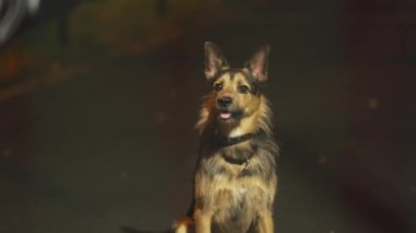 Siyah köpek topu yakalamak için zıplar.