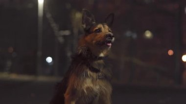 Siyah köpek topu yakalamak için zıplar.