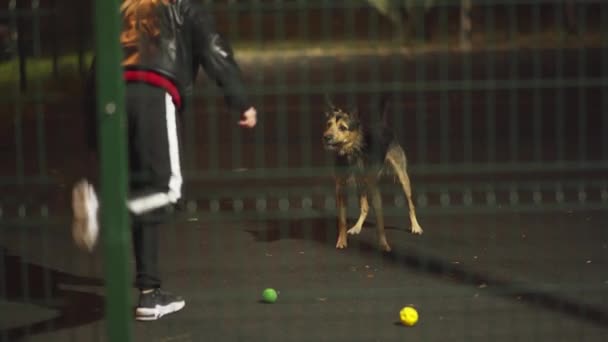 Promenade en soirée avec un chien sur un terrain de football sportif — Video