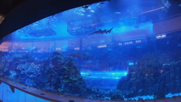 Het grootste aquarium ter wereld. Dubai winkelcentrum — Stockvideo