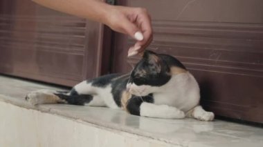 Bir kadın bir sokak kedisini elle okşar.