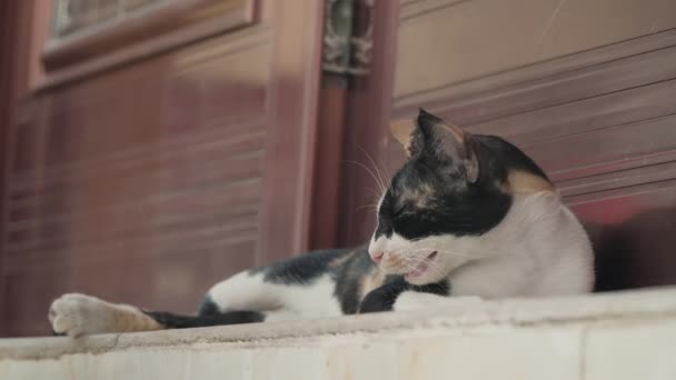 Una mano de mujer acaricia a un gato callejero — Vídeo de stock