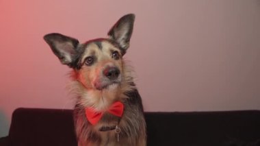 Köpeğin doğum günü. Kırmızı papyonlu bir köpek..