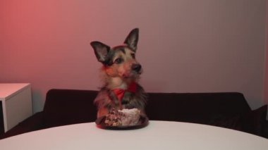 Köpeğin doğum günü. Kırmızı papyonlu bir köpek..