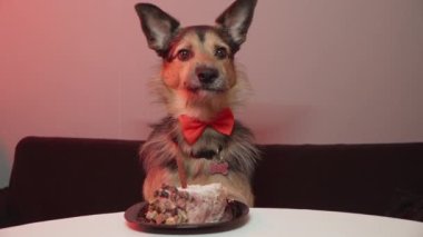 Köpeğin doğum günü. Kırmızı papyonlu bir köpek..
