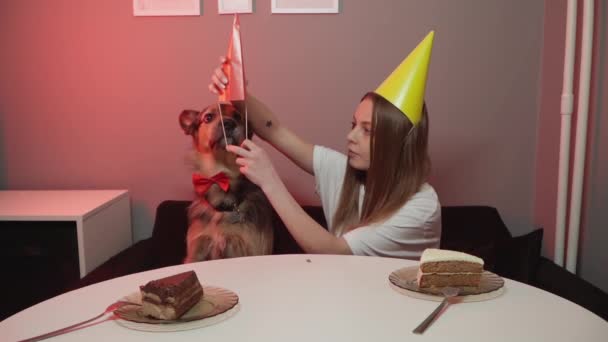 Τα γενέθλια των σκύλων. Σκύλος με κόκκινο εορταστικό παπιγιόν. καπάκια γενεθλίων — Αρχείο Βίντεο