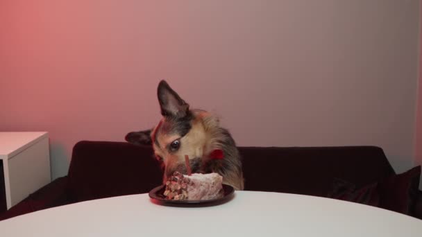 Hundars födelsedag. Hund i en röd festlig fluga. — Stockvideo
