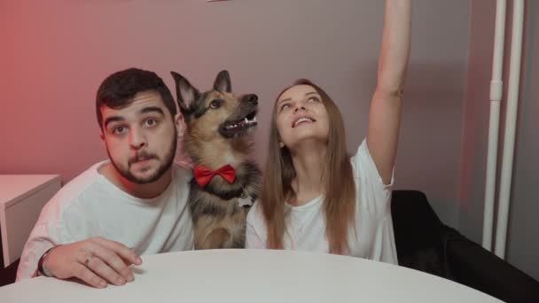 Dog in a red festive bow tie. Family with dog — Stock Video