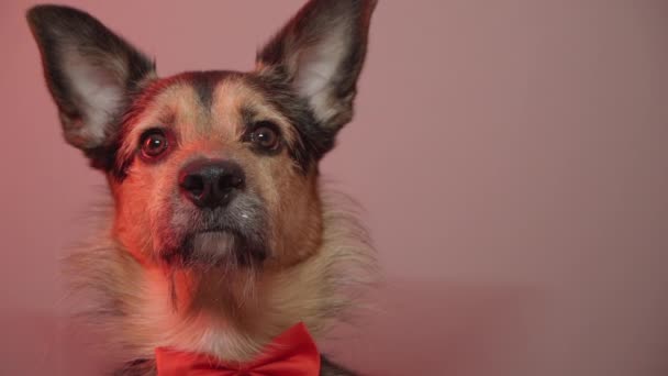 Aniversário de cães. Cão em um laço festivo vermelho. — Vídeo de Stock