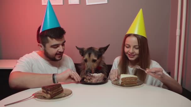 Urodziny psów. Pies w czerwonej świątecznej muszce. czepki urodzinowe — Wideo stockowe