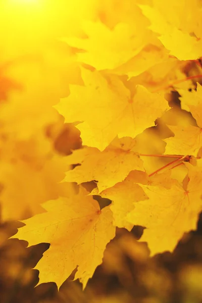 Осенние Кленовые Листья Фон Листьев Желтого Клена — стоковое фото