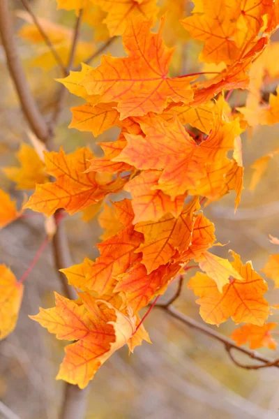 Красные Кленовые Листья Осенние Кленовые Листья Фон Красных Листьев Клена — стоковое фото