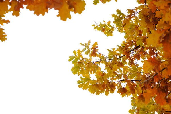 Дубовые Ветви Желтой Листвы Наступлением Осени Белом Фоне — стоковое фото