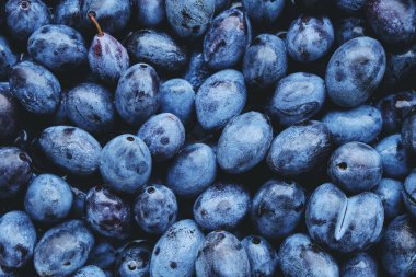 Geçmişi parlak ve olgun erikler, güzel ve lezzetli meyveler.