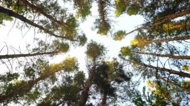 Çam ormanında olmak. Uzun çam ağaçlarının alt manzarası..