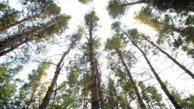 Çam ormanında olmak. Uzun çam ağaçlarının alt manzarası..