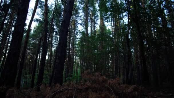 Movimento de câmera de moita de floresta de pinheiro da tarde a topos de topos de pinheiros. — Vídeo de Stock