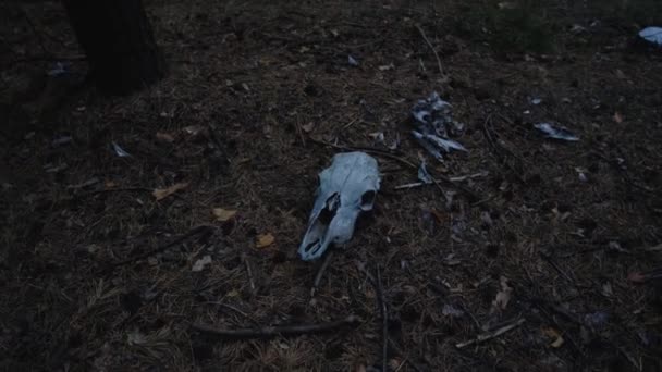 Rörelsekamera till dödskalle häst liggande på skogsmark i tallskog. — Stockvideo
