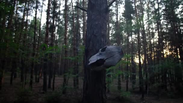 Velho Crânio Cavalo Desgastado Pendurado Tronco Árvore Floresta — Vídeo de Stock