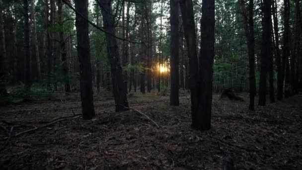 Caminar Por Bosque Pinos Noche Contra Fondo Del Sol Poniente — Vídeo de stock