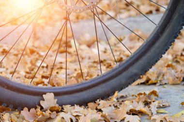 Bisiklet tekerleği ve düşen sonbahar meşe yaprakları güneş batarken. Yürüyüş ve bisiklet.