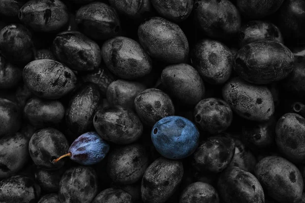 Bakgrunden Svarta Och Vita Plommon Och Två Ljusa Och Mogna — Stockfoto