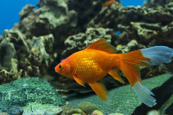 Straal Vinnen Goudvissen Karper Familie Een Aquarium Tegen Achtergrond Van — Stockfoto