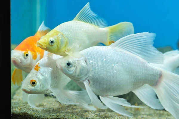 Family albino carp goldfish with fins in an aquarium on blue background