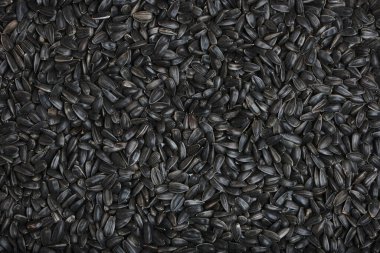 Arkaplan ayçiçeği tohumu yakın çekim