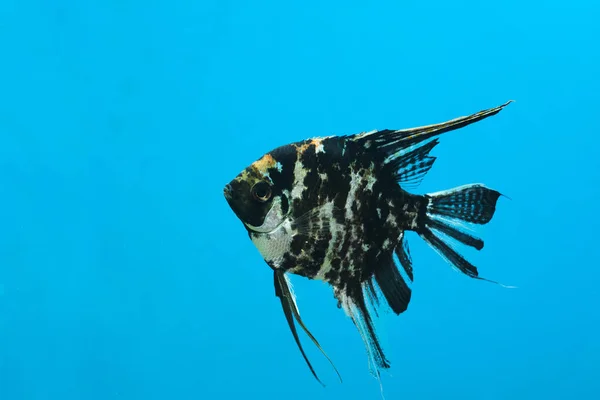 Aquarium Zwart Wit Vis Scalaria Een Blauwe Achtergrond — Stockfoto