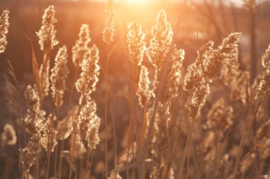 Göldeki kuru sazlar, kontürlenmiş güneş ışığı ve kamış tohumlarının arka planına karşı. Sonbaharda altın kamış otu. Doğal arka plan. Minimalist, şık, modaya uygun bir kavram.
