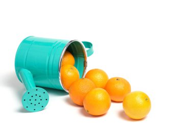 Ters çevrilmiş çocuk sulama tenekesi ve parlak turuncu mandalinalar beyaz arka plana dökülüyor.