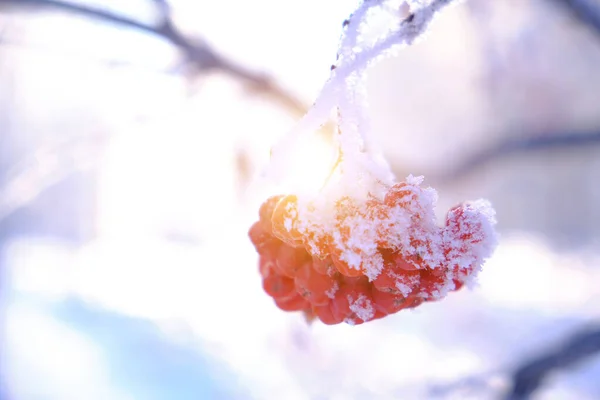 Des Grappes Baies Rowan Sont Couvertes Givre Neige Par Une — Photo