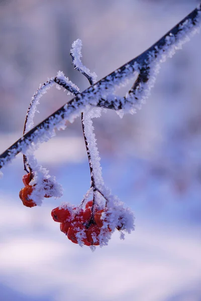 在寒冷的冬日里 成群的树莓被霜雪覆盖着 — 图库照片