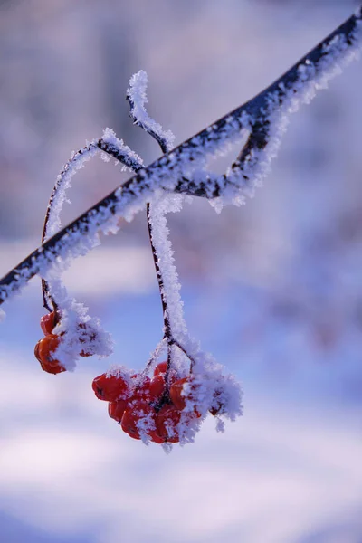 Des Grappes Baies Rowan Sont Couvertes Givre Neige Par Une — Photo