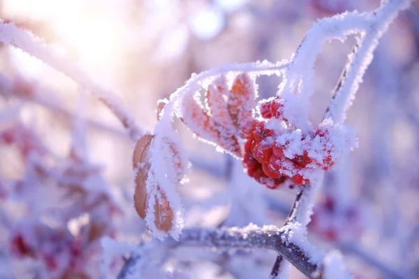 在寒冷的冬日里 成群的树莓被霜雪覆盖着 — 图库照片
