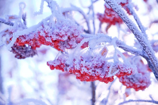 Manojos Bayas Rowan Están Cubiertos Heladas Nieve Día Invierno Helado — Foto de Stock
