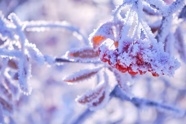 Manojos Bayas Rowan Están Cubiertos Heladas Nieve Día Invierno Helado —  Fotos de Stock