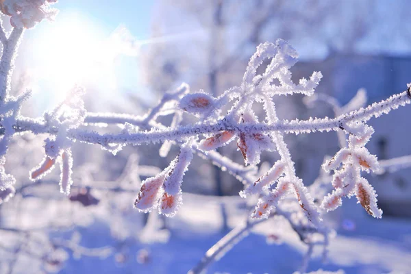 罗文树枝上覆盖着霜雪 背景晴朗 天空明亮 — 图库照片
